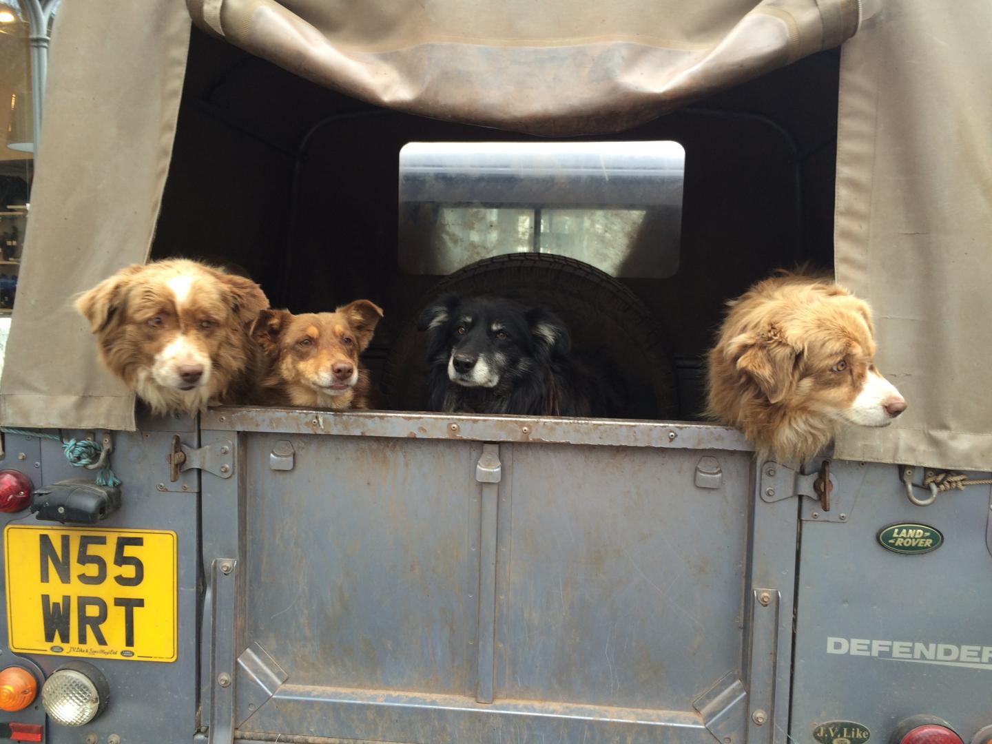 It's a dog's life on Exmoor