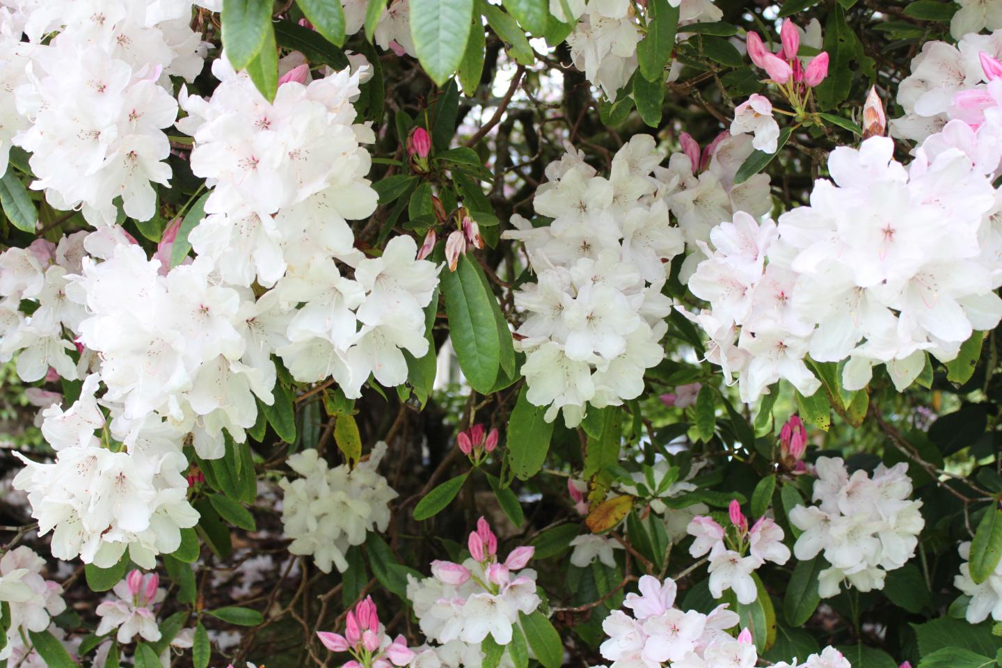 Knapp House Rhododendrons