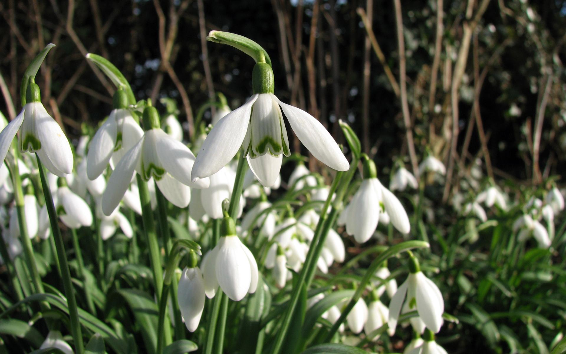 Snowdrop Valley Exmoor