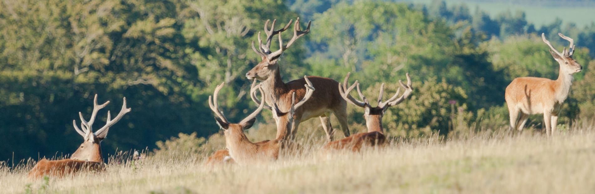 Self catering lodges near Exmoor Devon