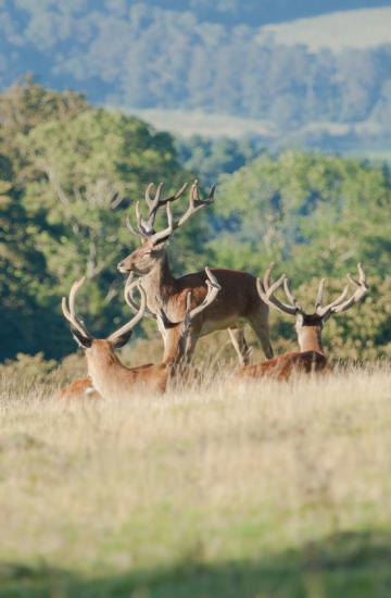 Self catering lodges near Exmoor Devon