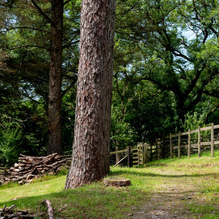 Garden Area Knapp House Self Catering Lodges in Devon