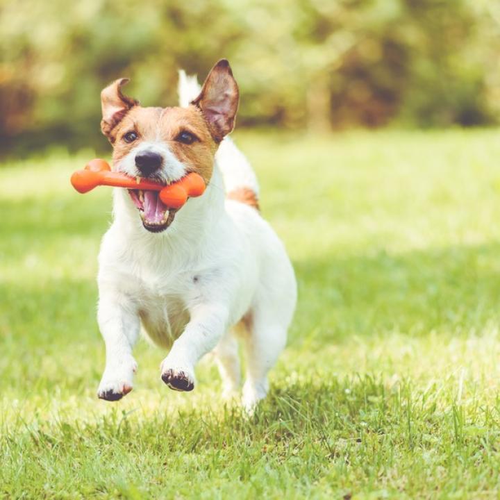 Dog friendly holiday on Exmoor Devon