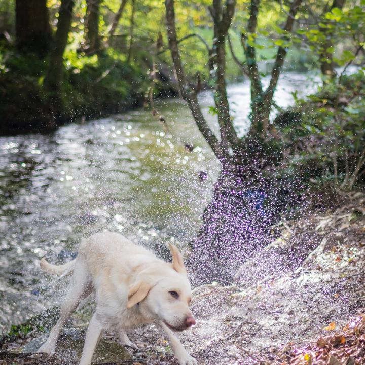 Dog friendly holidays exmoor devon