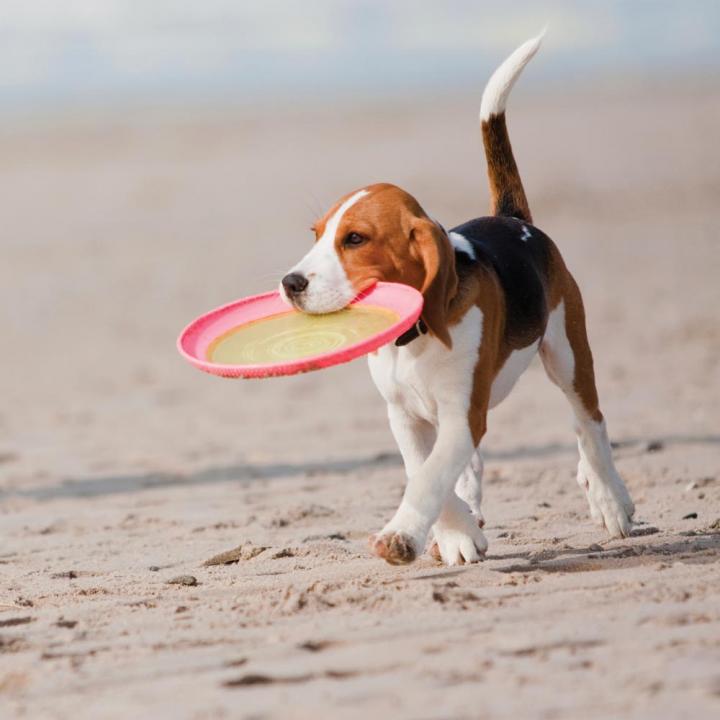 Dog friendly beach near Knapp House Devon