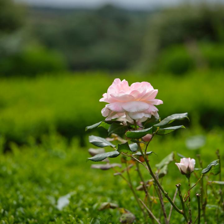 Gardens at Knapp House Self Catering Lodges in Devon