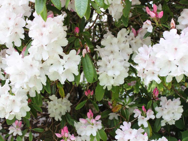 Knapp House Rhododendrons